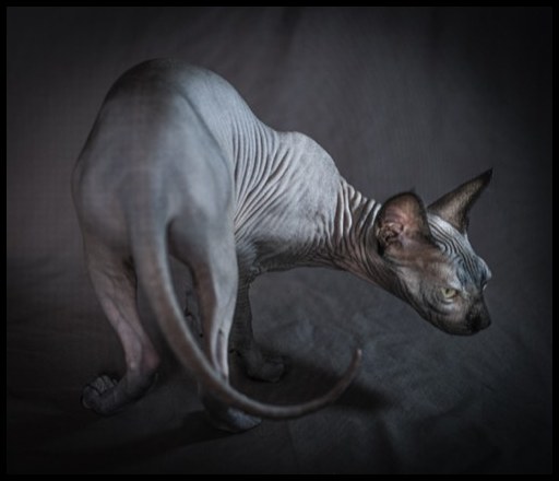 Cats #3, 2021