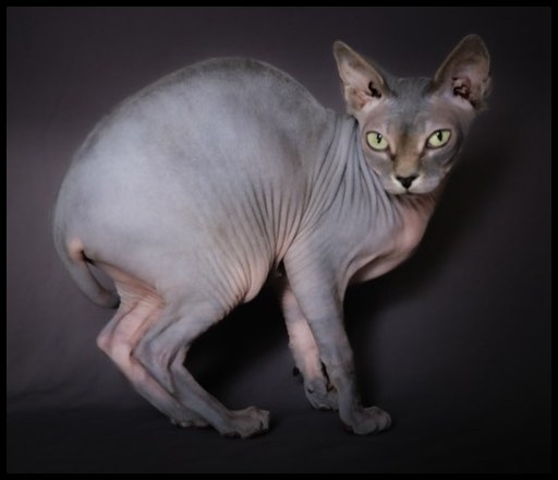 Cats #4, 2021
