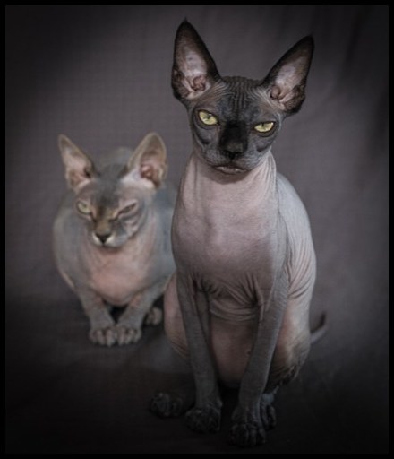 Cats #5, 2021