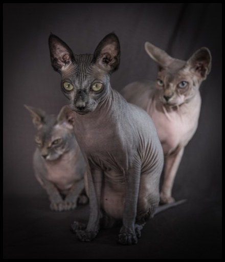 Cats #6, 2021