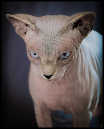 Cats #7, 2021
