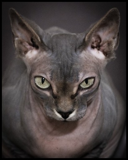 Cats #8, 2021