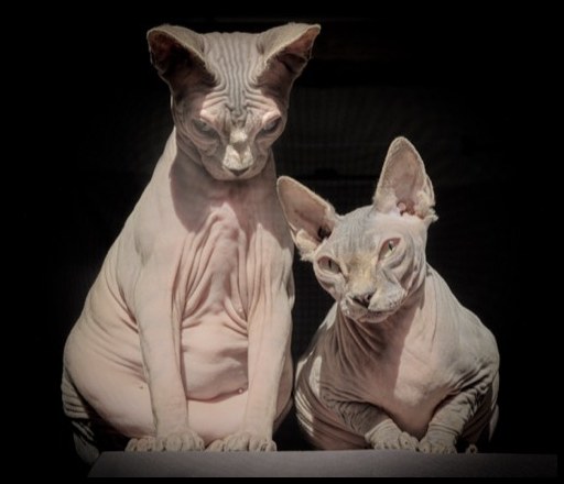 Cats #10, 2021
